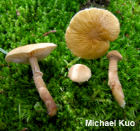 Cystoderma amianthinum