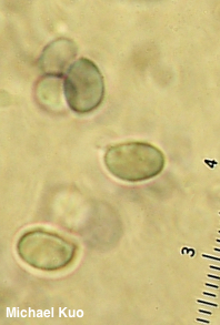 Cystoderma amianthinum