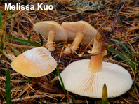 Cystoderma carcharias