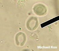 Perenniporia fraxinophila