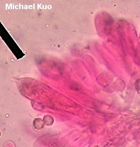 Russula cinereovinosa