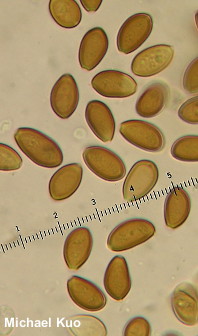 Stropharia rugosoannulata: white form