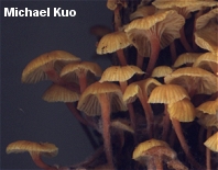 Xeromphalina kauffmanii