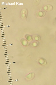 Callistosporium luteo-olivaceum