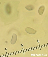 Caulorhiza umbonata