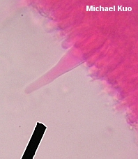 Caulorhiza umbonata