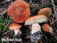 Cystodermella cinnabarina