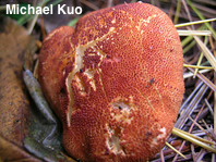 Cystodermella cinnabarina