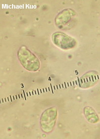 Hygrophorus speciosus
