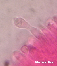 Rhodocollybia maculata var scorzonerea