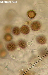 Strobilomyces floccopus