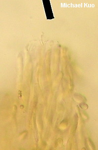 Tylopilus indecisus
