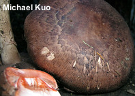 Agaricus brunneofibrillosus