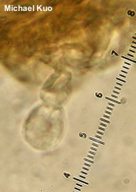Agaricus placomyces