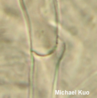 Clitocybe robusta