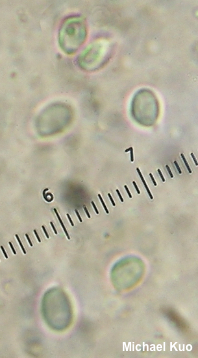 Clitocybe subcanescens
