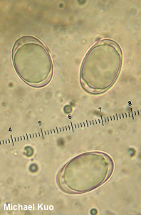 Helvella dryophila