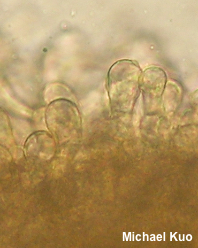 Helvella dryophila