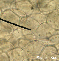 Mutinus elegans