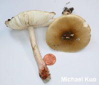 Amanita sp.