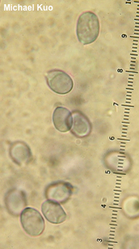 Amanita sp.