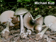 Amanita submaculata