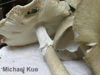Amanita submaculata