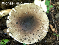Amanita submaculata