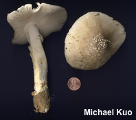 Amanita submaculata