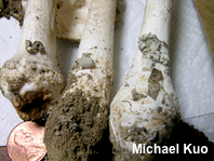 Amanita submaculata