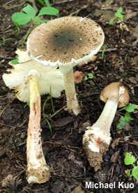 Amanita submaculata