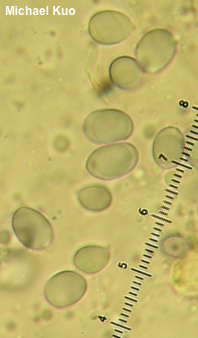 Amanita submaculata