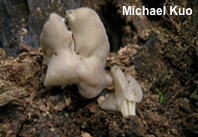 Helvella sulcata
