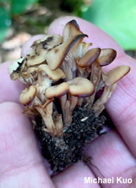 Lentinellus cochleatus