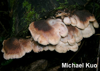Lentinellus ursinus