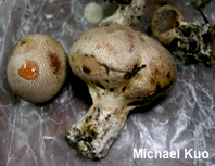 Scleroderma areolatum