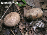 Scleroderma cepa