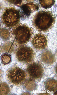 Scleroderma hypogaeum