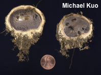 Scleroderma polyrhizum