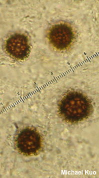 Scleroderma septentrionale