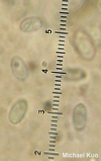 Xeromphalina tenuipes