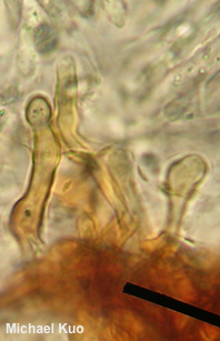 Xeromphalina tenuipes