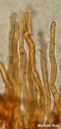 Xeromphalina tenuipes