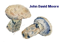 Gyroporus cyanescens
