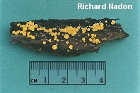Bisporella citrina