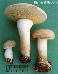 Boletus pallidus