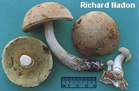 Boletus pallidus