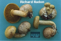 Boletus parasiticus