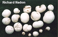 Calvatia gigantea