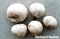 Calvatia gigantea